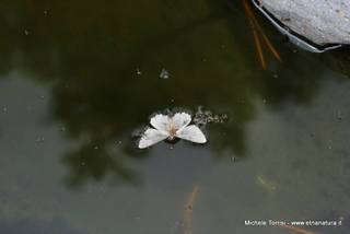 rrente Quarantore-05-08-2015 17-29-48